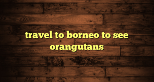 travel to borneo to see orangutans