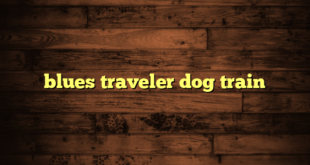 blues traveler dog train