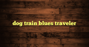 dog train blues traveler